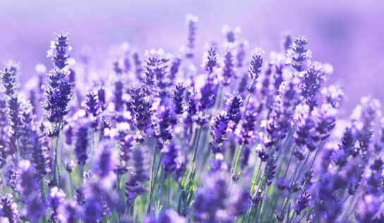 Der Lavendel und seine Wirkung: Alleskönner für Leib und Seele