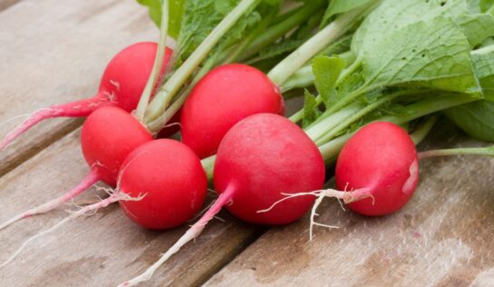 Radieschen – Der Frühling kündigt sich an