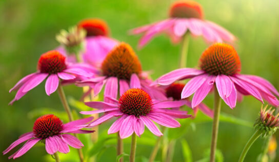 Echinacea bei Erkältung