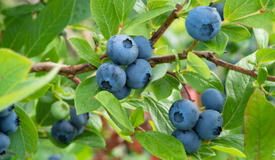 Superfruits – die Superhelden unter den Früchten?