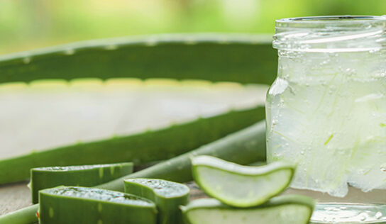 Aloe vera