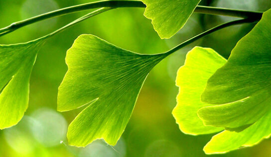 Ginkgo biloba