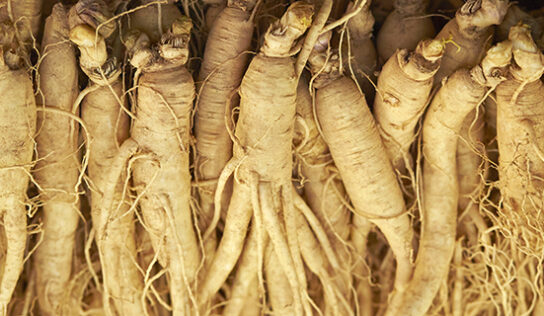 Ginseng