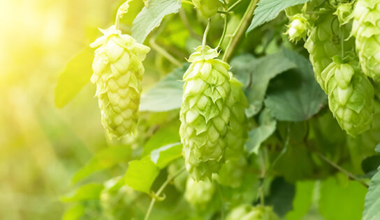 Hopfen