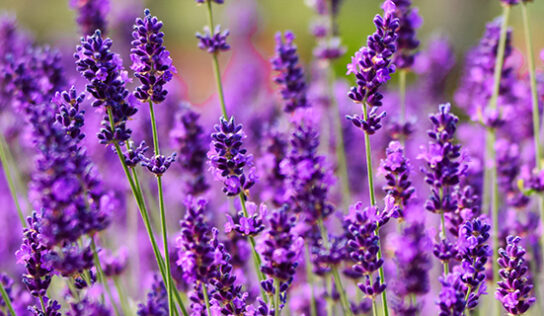 Lavendel