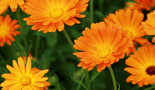 Ringelblume