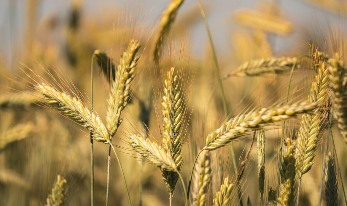 Roggen Allergie Was Nicht Essen